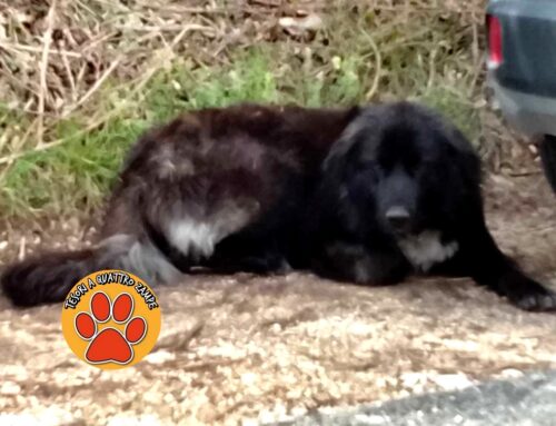 Cane in strada da cinque giorni zona Oliveto: chi lo riconosce?