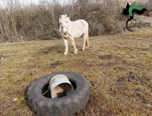 Borgorose, Forestali sequestrano Cavallo trovato in condizioni non idonee