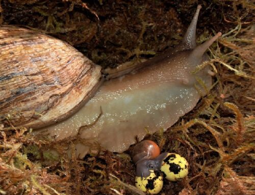 Pasqua al BioParco di Roma: il 3, 4 e 5 aprile le iniziative per le famiglie