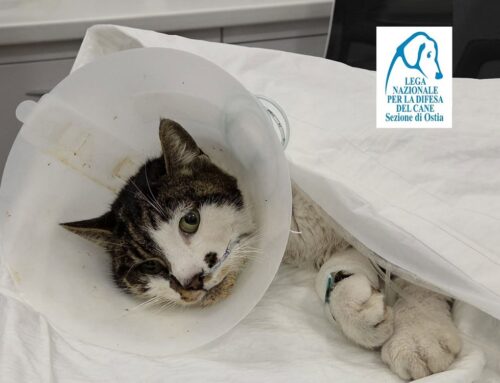 Serve sangue per Rosi, la gattina seviziatą a Roma