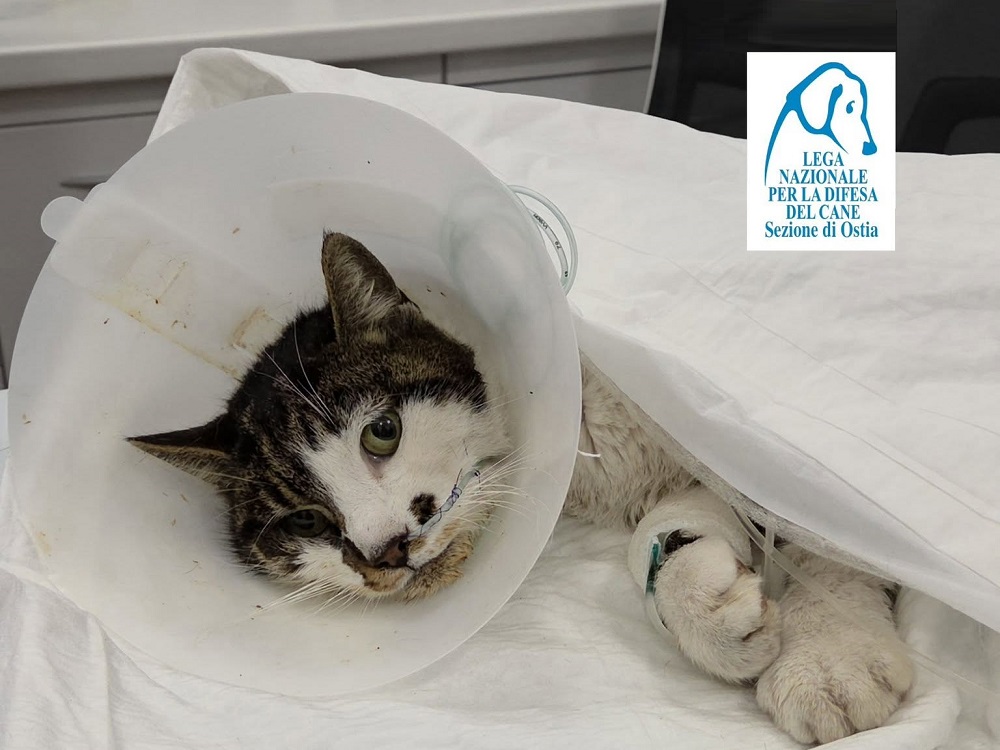 gatta_gattina_rosi_lndc