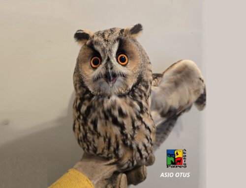 Servizio Civile al Parco Faunistico Piano dell’Abatino – COME ISCRIVERSI