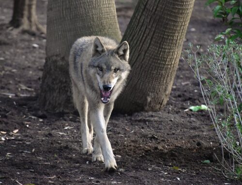 Al BioParco di Roma sono arrivati quattro giovani individui di lupo grigio eurasiatico appartenenti alla stessa cucciolata