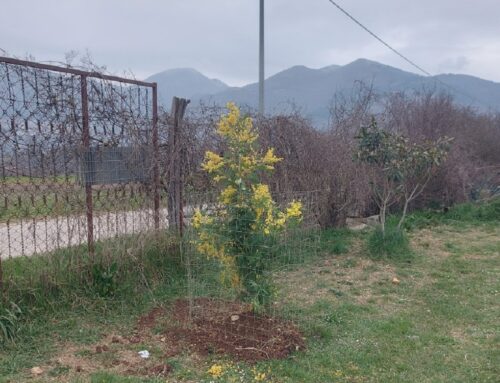 Donata la pianta di mimosa richiesta dalle volontarie del Rifugio Amici di Fiocco