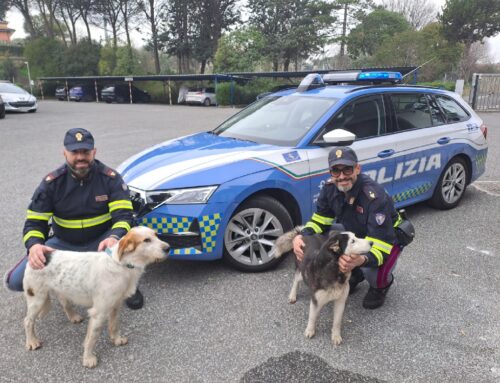 La Polizia Stradale di Roma Sud salva due cagnoloni vaganti nella A1
