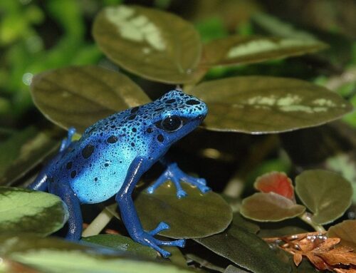 Domenica 22 marzo al BioParco di Roma il “Luna Park delle Foreste”