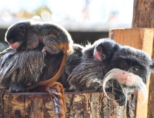 Al Bioparco di Roma sono nati due gemelli di Tamarino Imperatore