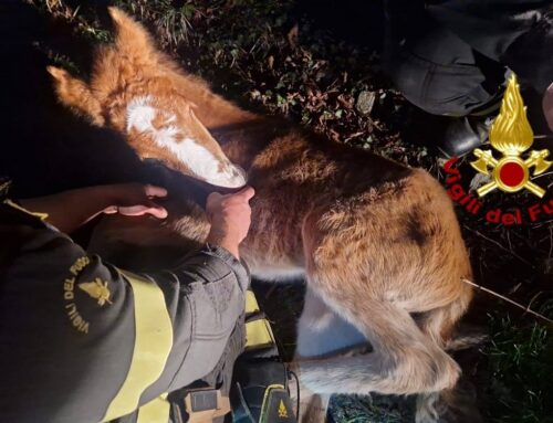 Vigili del Fuoco di Genova – Rapallo soccorrono un cavallino caduto in una fascia piena di rovi: non riusciva più ad uscirne