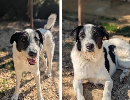 Musetta, cagnolina giovane, equilibrata, in cerca di amore