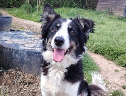 Kayla, splendida simil Border Collie taglia media, 3 anni e mezzo di età