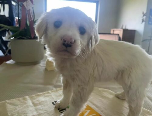 Cocco, di nome e di fatto: cerca adozione