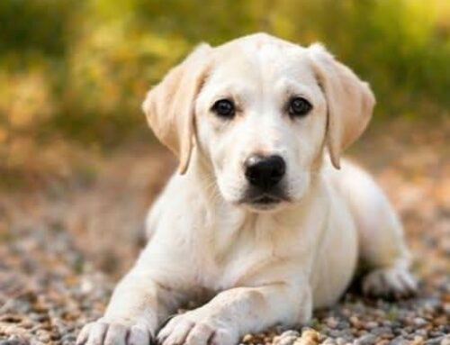 Una famiglia per Medea