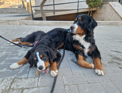 APPUNTI A SEI ZAMPE – Ospiti, confusione e cambi di routine: come proteggere il cane in casa