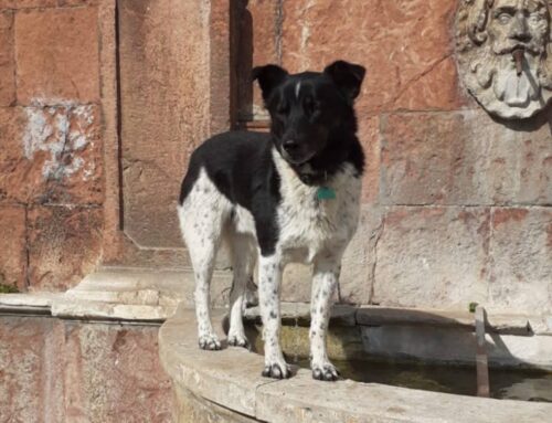 Smarrito da Poggio Bustone Bibo, il cagnolino di padre Renzo