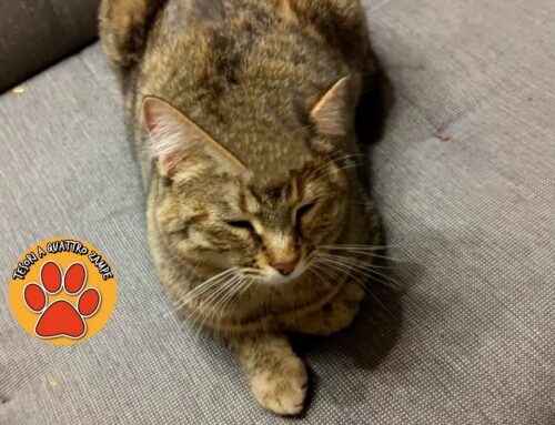 Nala è scomparsa dalla via Ternana a Rieti: chi l’ha vista?