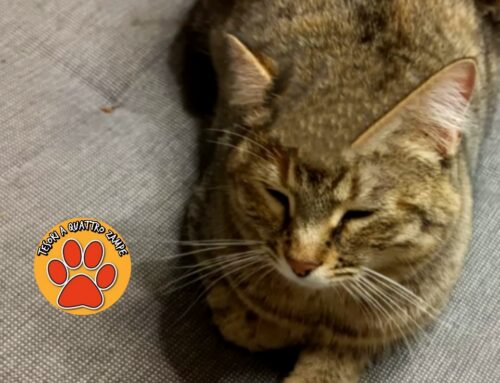 Purtroppo Nala è stata ritrovata senza vita