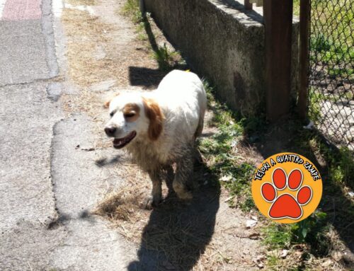 Cane con collare tra le auto di via Lama a Rieti