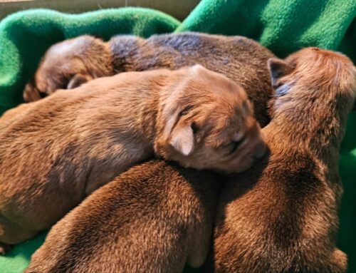 Cuccioli di cane trovati dentro una busta di plastica