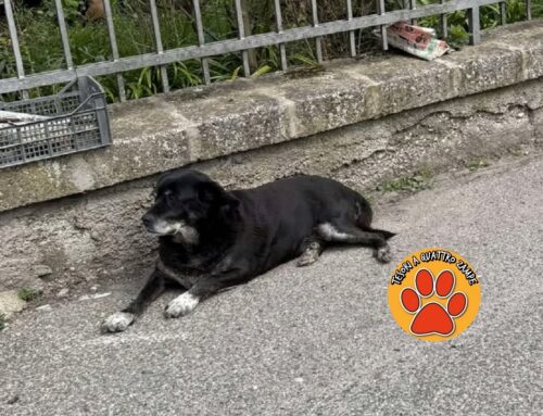 Anche questo dolce cane nero vaga a Quattro Strade