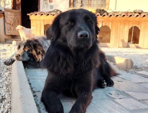 Che bella Nerina! Cerca adozione