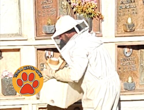 Grande sciame di api recuperato nel cimitero di Cerchiara: sul posto apicoltore