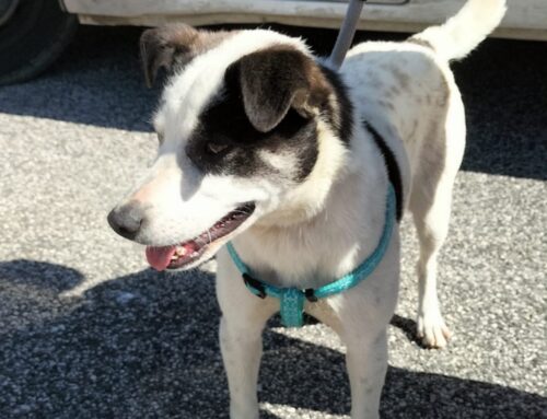 Cane con pettorina segnalato in strada a Campoloniano: forse è scappato