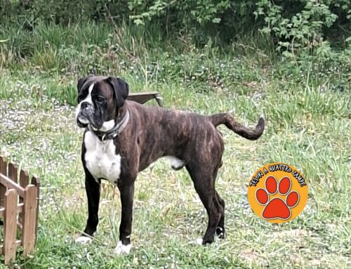 Cane segnalato in un giardino privato di Poggio Fidoni, chi lo ha smarrito?