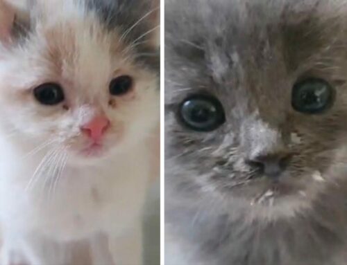 Questi meravigliosi gattini hanno perso la mamma