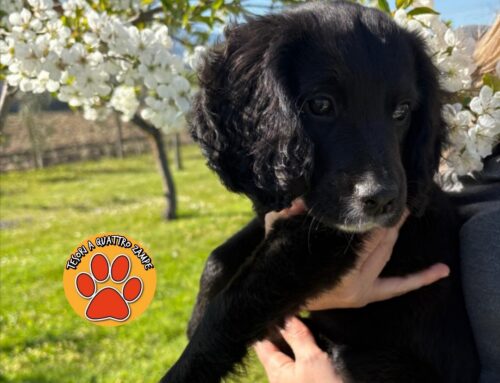 Ha trovato famiglia il cagnolino salvato nella Piana Reatina