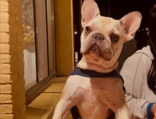 Cercasi nuova famiglia per Carlo