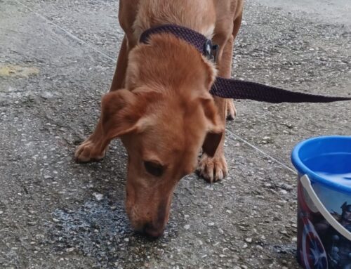 Cagnolina trovata a Rieti zona Borgo: chi l’ha smarrita?
