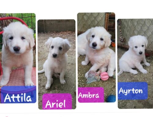 Quattro cucciolotti da Selci cercano adozione