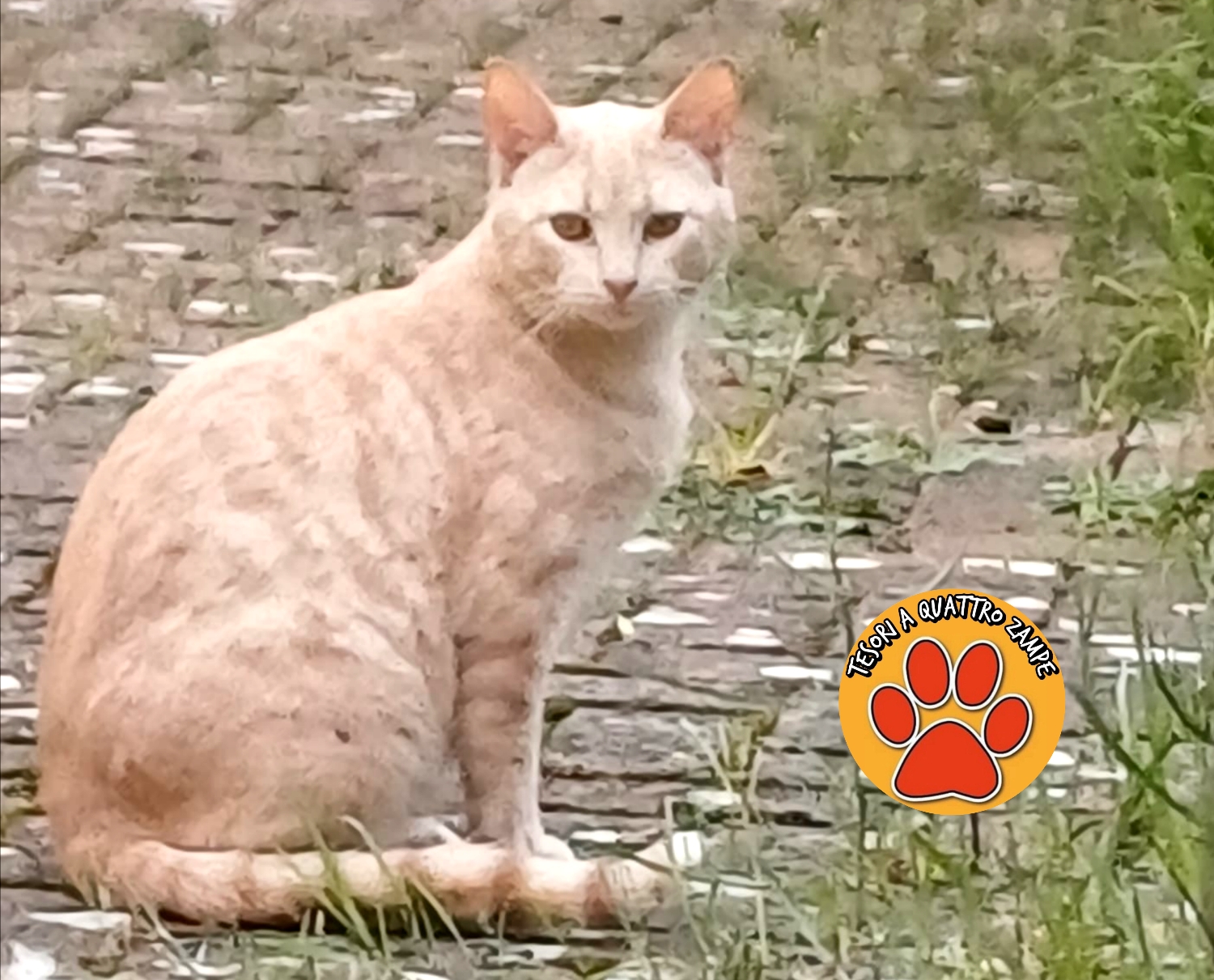 Polish_20260415_163131255