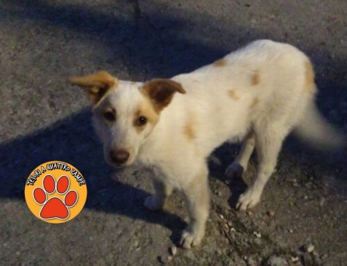 Cagnolino trovato in via Dino Fedri a Rieti: di chi è?