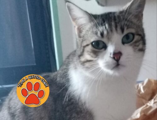 Smarrita Trilly da due settimane tra Borgo Santa Maria e Borgo Quinzio