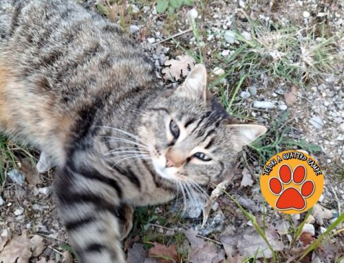 La gatta Linda è scomparsa dalla zona ospedale de Lellis di Rieti: chi l’ha vista?   