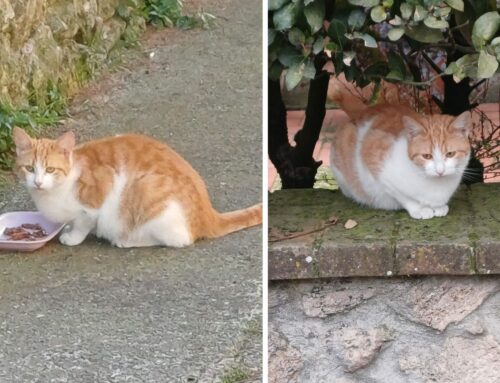 Cercasi stallo privato per questa mamma gatta e i suoi cuccioli, l’appello dell’Associazione I Miao di Rieti