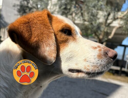 Cagnolino vagante al Tigre di Quattro Strade: chi lo ha smarrito?