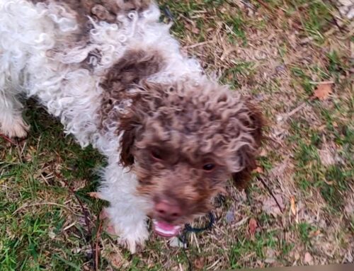 Cane scomparso da Vazia