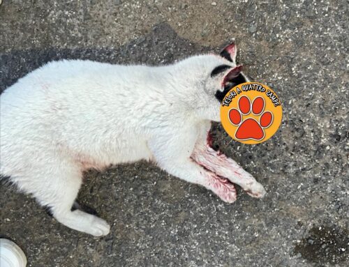 Investito ed uccisø gatto in via De Felice a Campoloniano: ha microchip