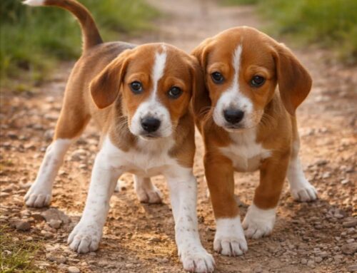 Frodo e Arwen da Vasto cercano adozione
