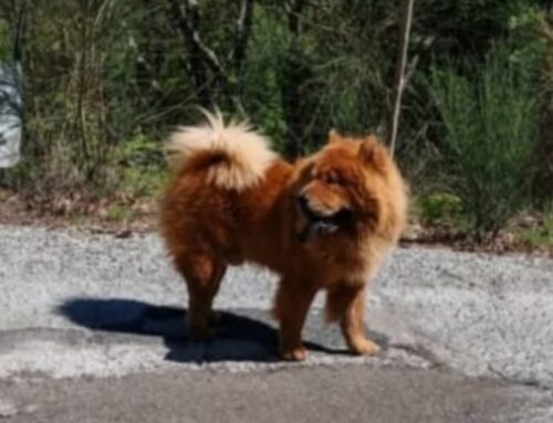 Chow Chow vagante zona Apoleggia
