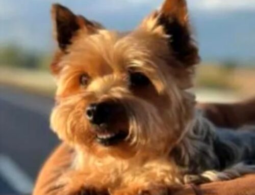 Sadi è stata ritrovata