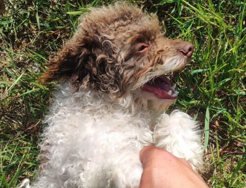 Con la pubblicazione su Tesori tornato a casa il cagnolino smarrito a Vazia