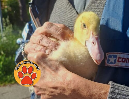 Oca trovata sulla Terminillese a Rieti città