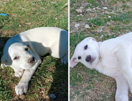 Tre cucciole simil Labrador hanno bisogno di una casa