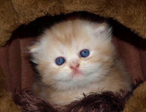 Emergenza cibo gattini per svezzamento Babycat. L’appello dell’Associazione I Miao di Rieti