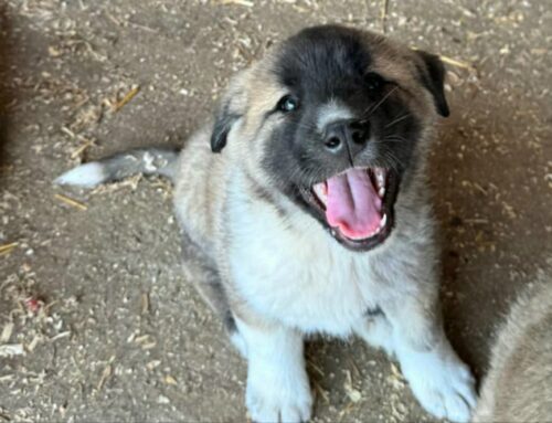 Momo sorride e cerca casa