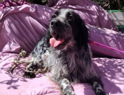 Viola è una splendida setterina taglia medio contenuta in cerca di adozione