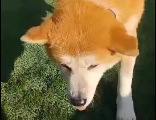 Cercasi atto d’amore per Kirei